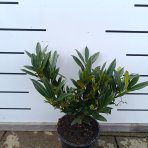 Vavrínovec lekársky (Prunus laurocerasus) ´OTTO LUYKEN´ - výška 20-40 cm, kont. C3L (-22°C)